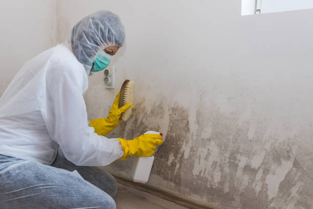 Best Commercial Mold Removal  in West Falls Church, VA