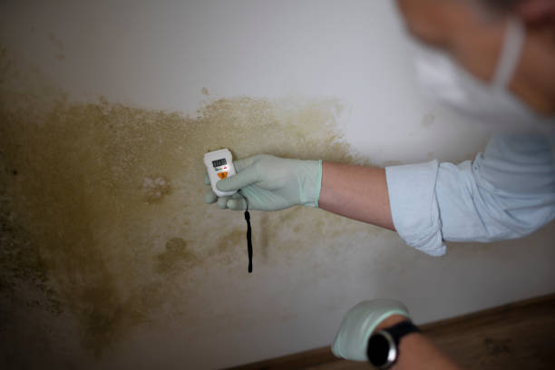 Best Fast Mold Removal  in West Falls Church, VA