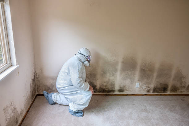 Best Mold Testing  in West Falls Church, VA