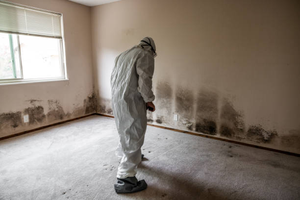 Certified Mold Removal in West Falls Church, VA