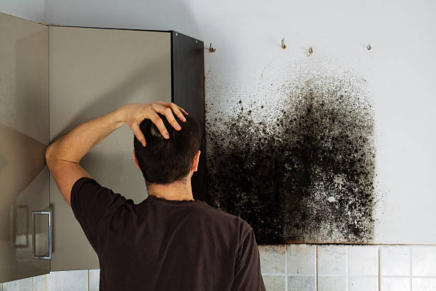 Best Mold Damage Repair  in West Falls Church, VA
