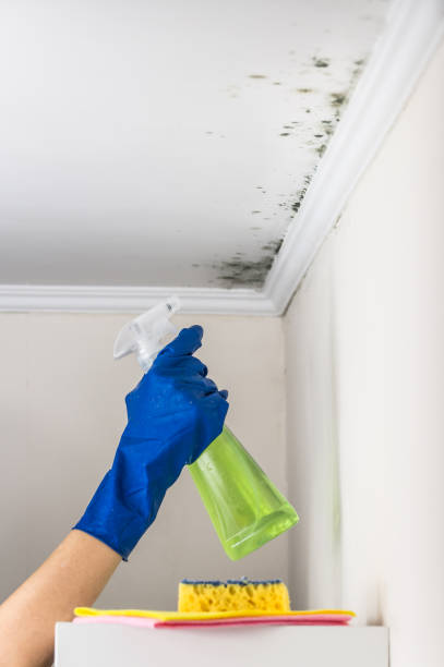 Mold Removal Process in West Falls Church, VA